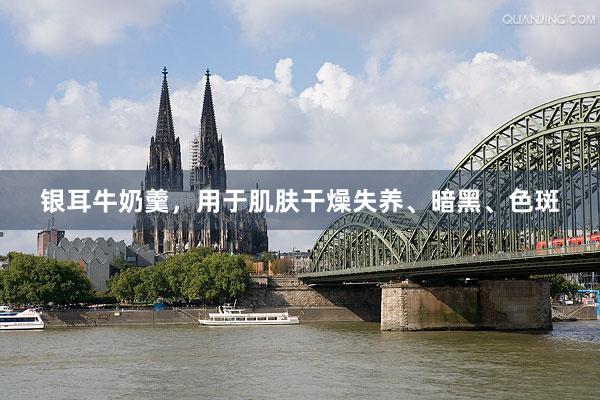 银耳牛奶羹,用于肌肤干燥失养、暗黑、色斑